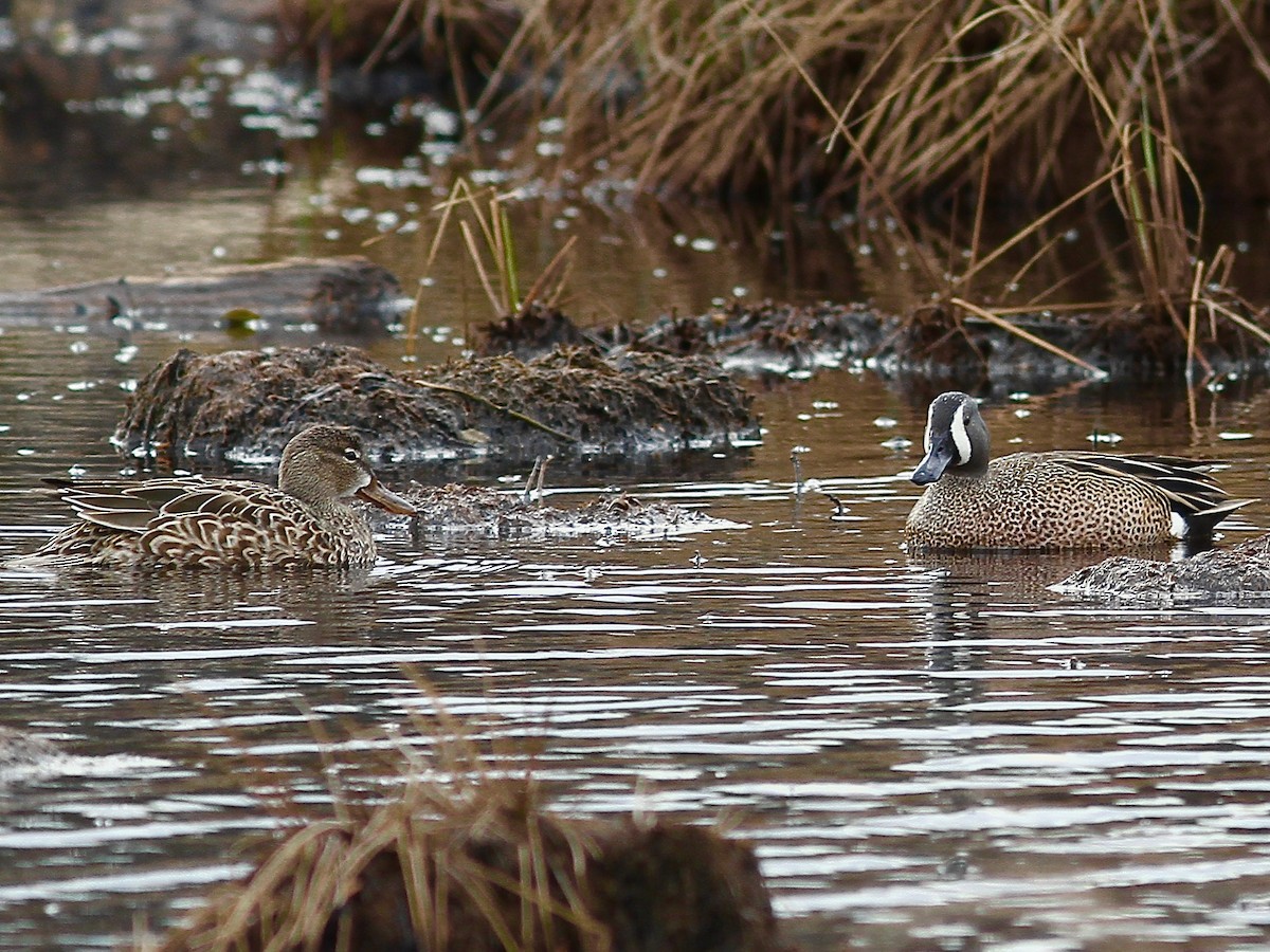 Blue-winged Teal - ML617635268