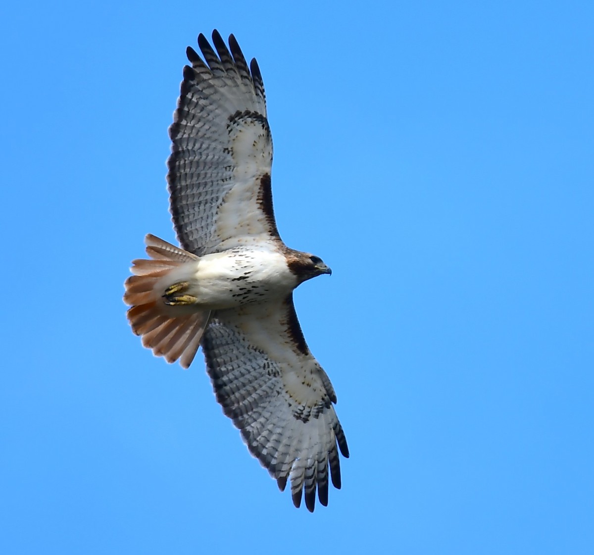 Red-tailed Hawk - ML617635274