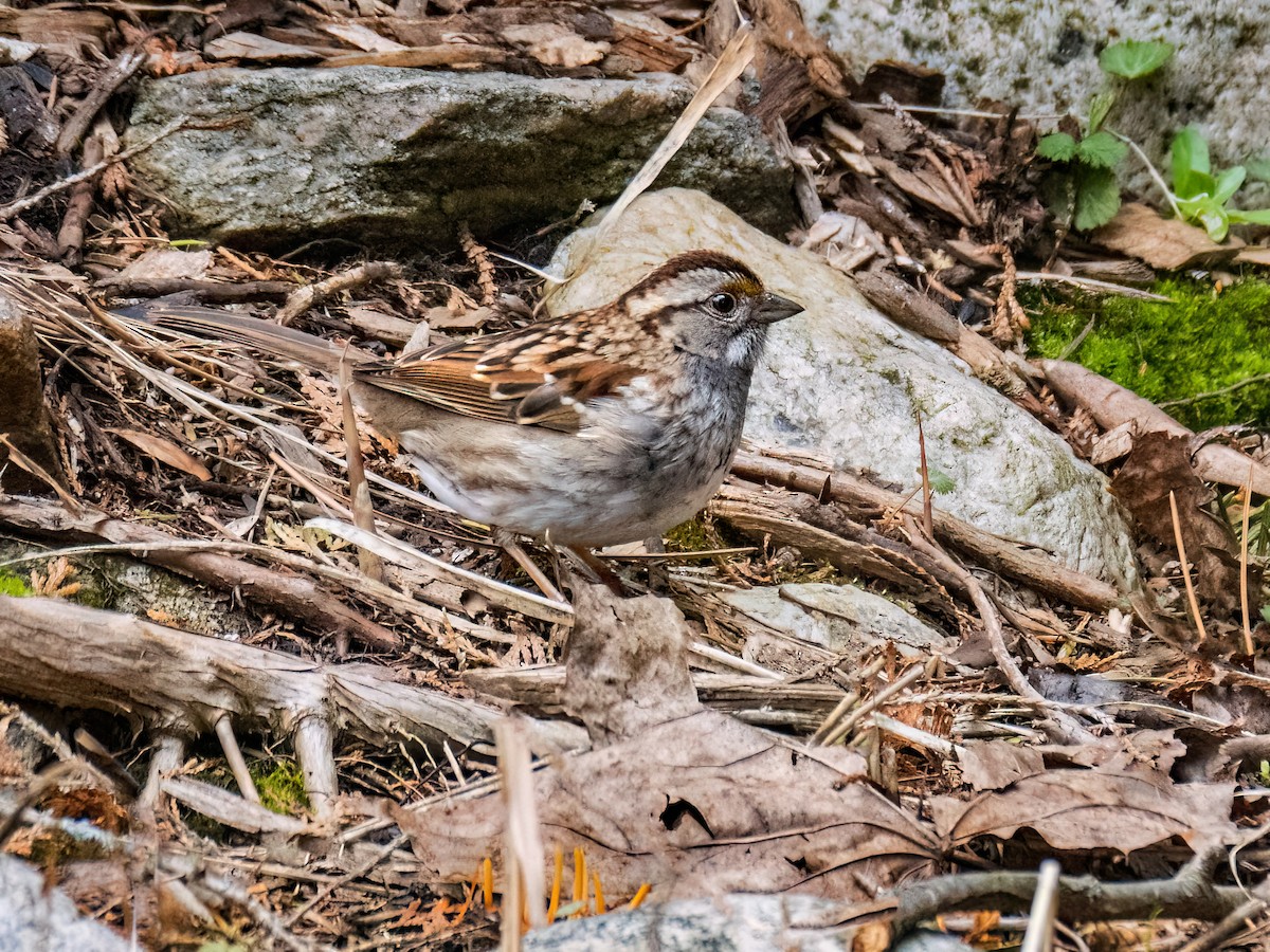 White-throated Sparrow - ML617635306