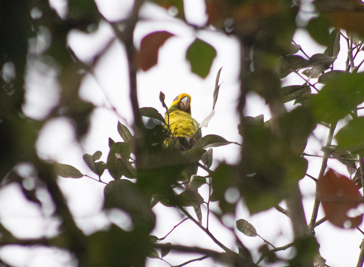 Yellow-eared Parrot - ML617635336
