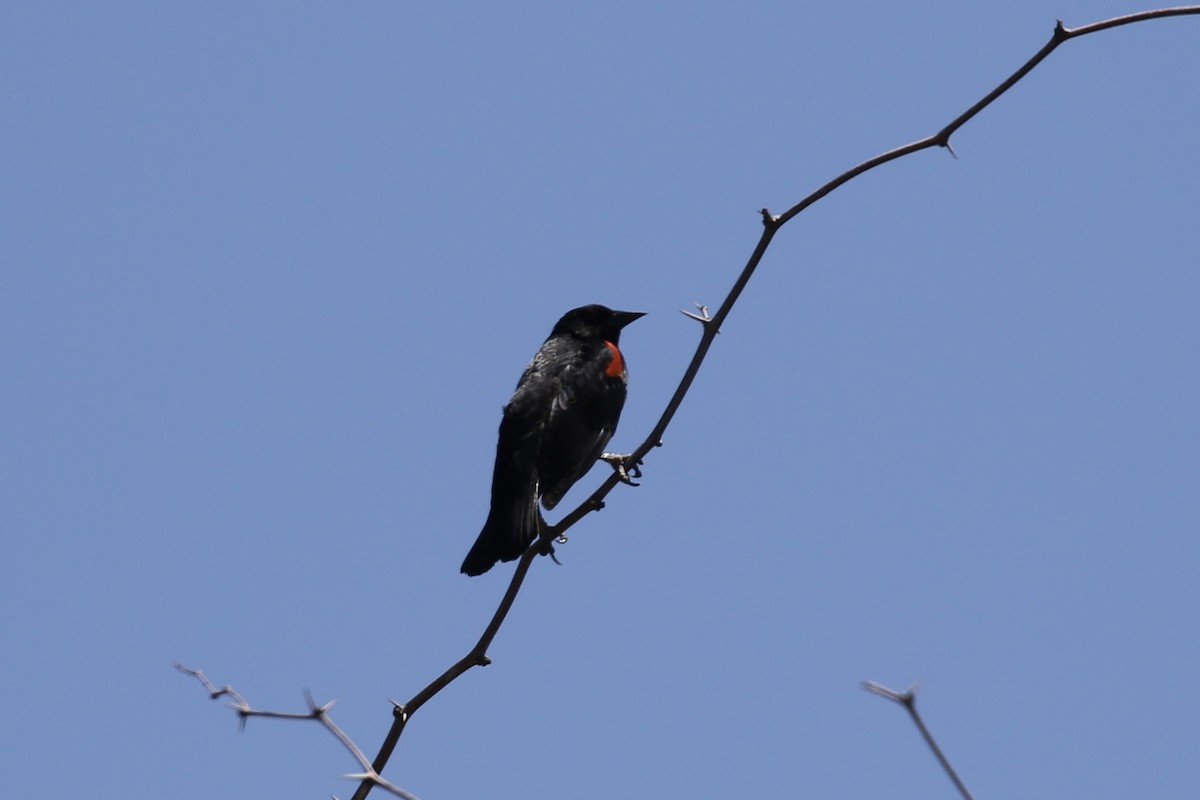 Red-winged Blackbird - ML617635337