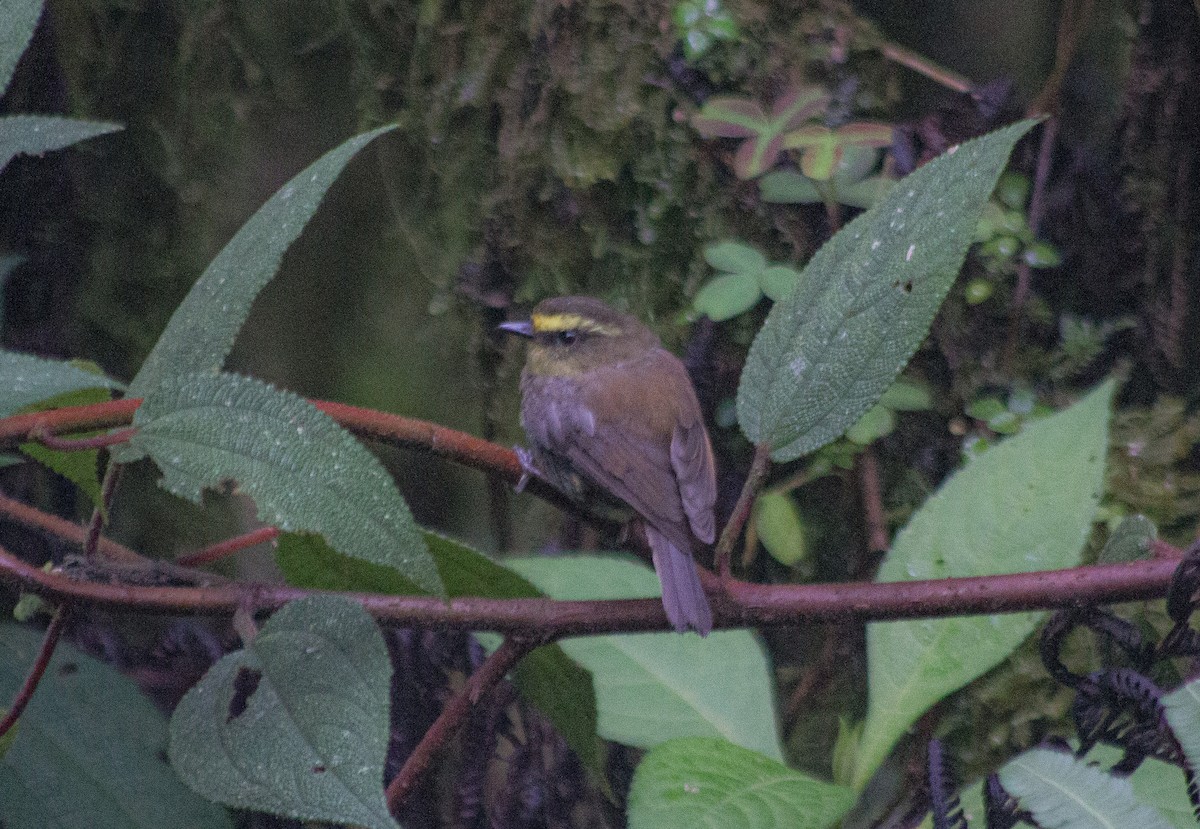 Yellow-bellied Chat-Tyrant - Santiago Cañaveral Suarez