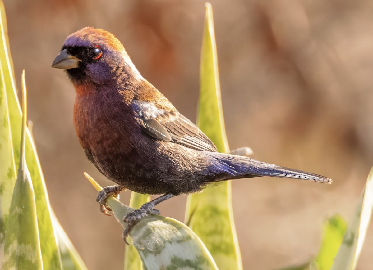 Varied Bunting - Scott Young