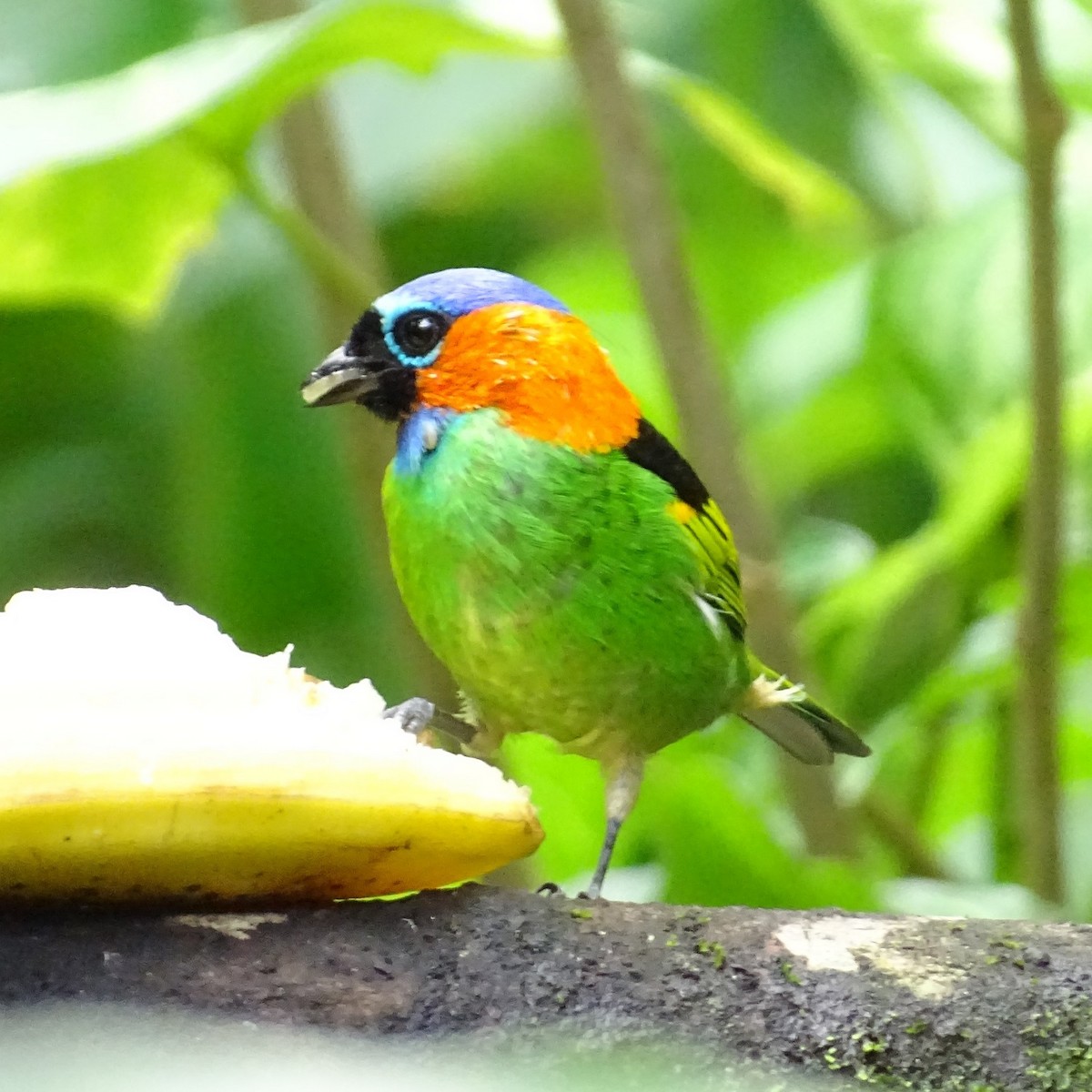 Red-necked Tanager - ML617635401
