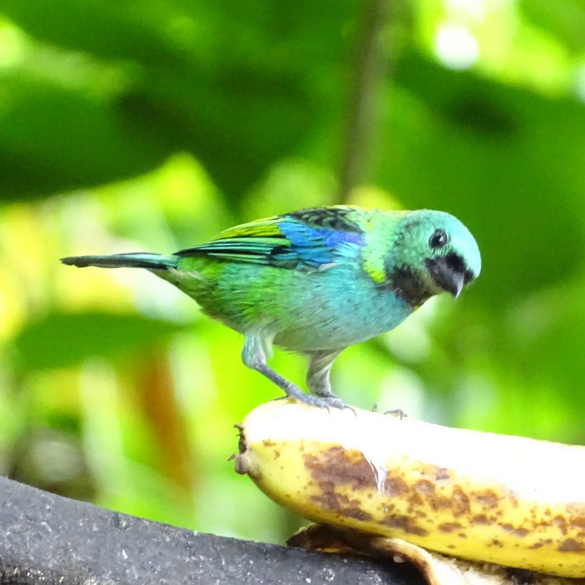 Green-headed Tanager - ML617635420