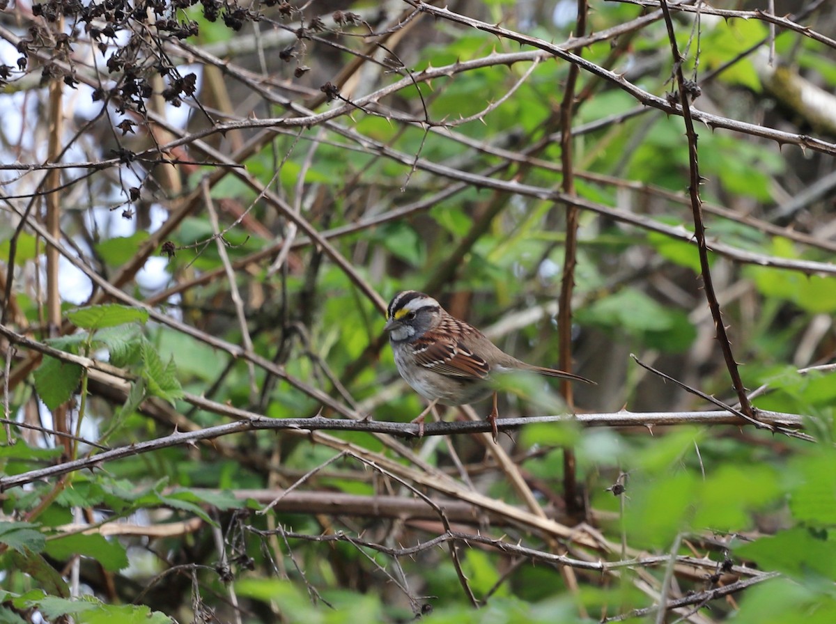 White-throated Sparrow - ML617635438