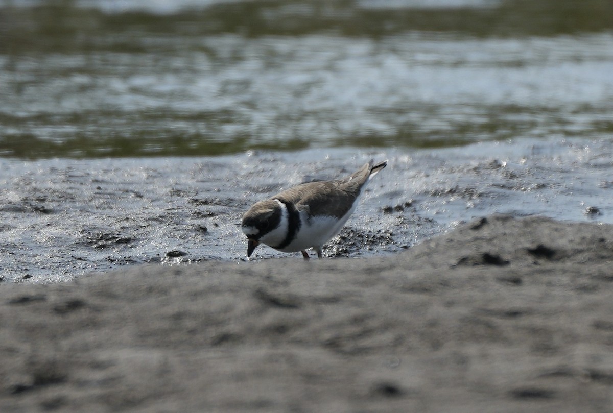 Semipalmated Plover - ML617635455