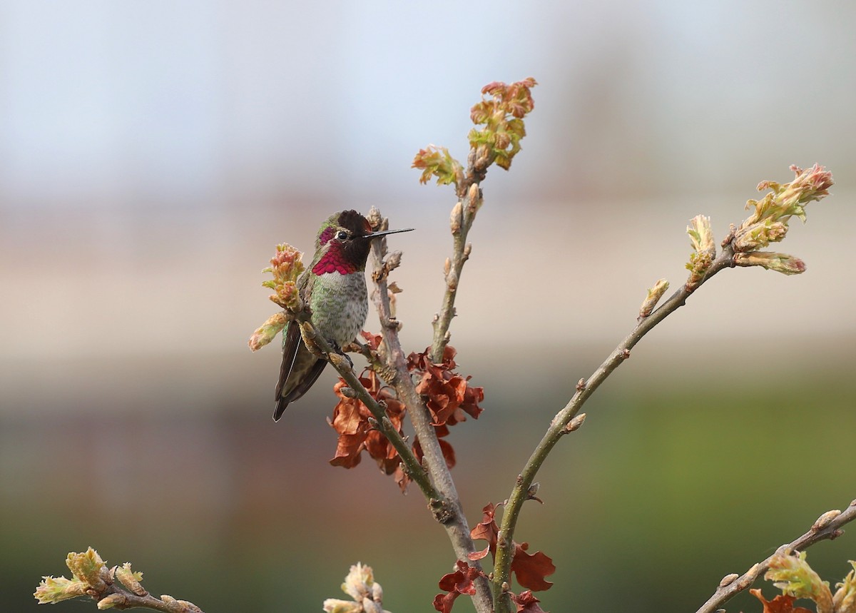 Anna's Hummingbird - Andrew S. Aldrich