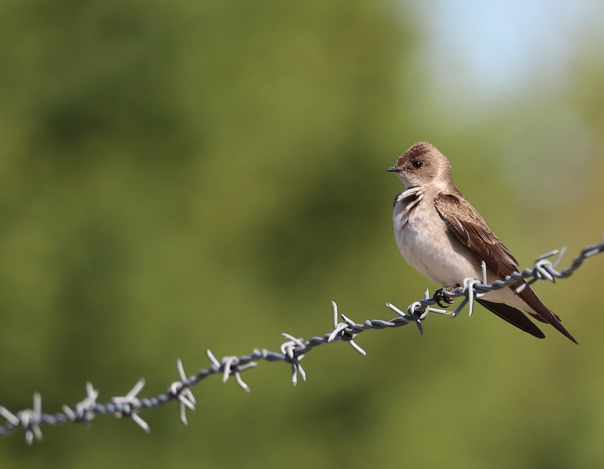 Northern Rough-winged Swallow - ML617635514