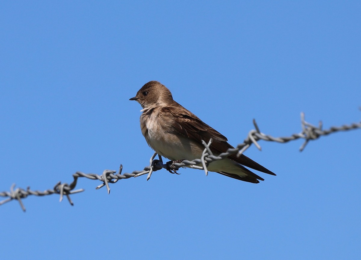 Northern Rough-winged Swallow - ML617635515