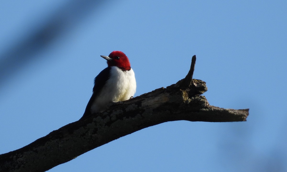 Red-headed Woodpecker - ML617635524