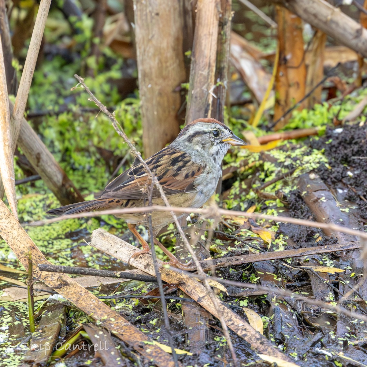 Swamp Sparrow - ML617635526