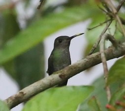 Blue-chested Hummingbird - Susan Hunter