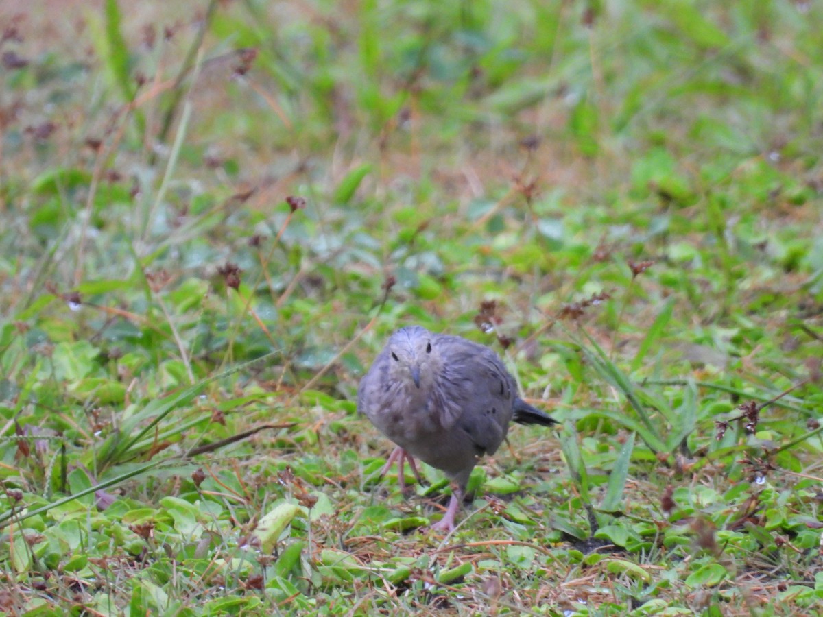 Ecuadorian Ground Dove - ML617635551