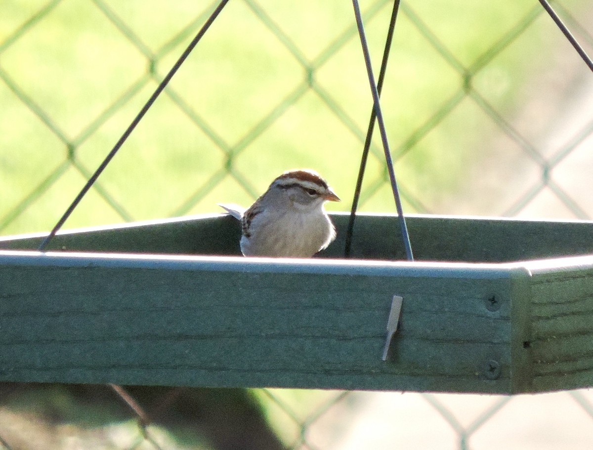 Chipping Sparrow - ML617635585