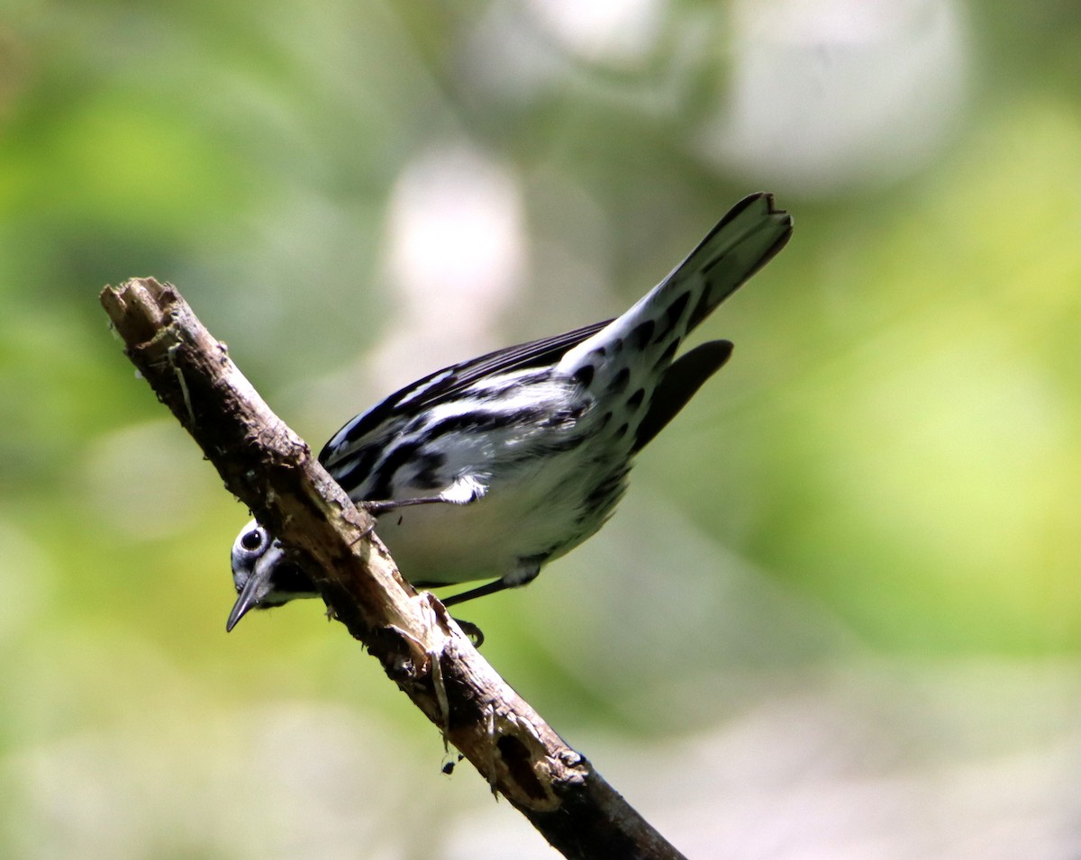 Black-and-white Warbler - ML617635614