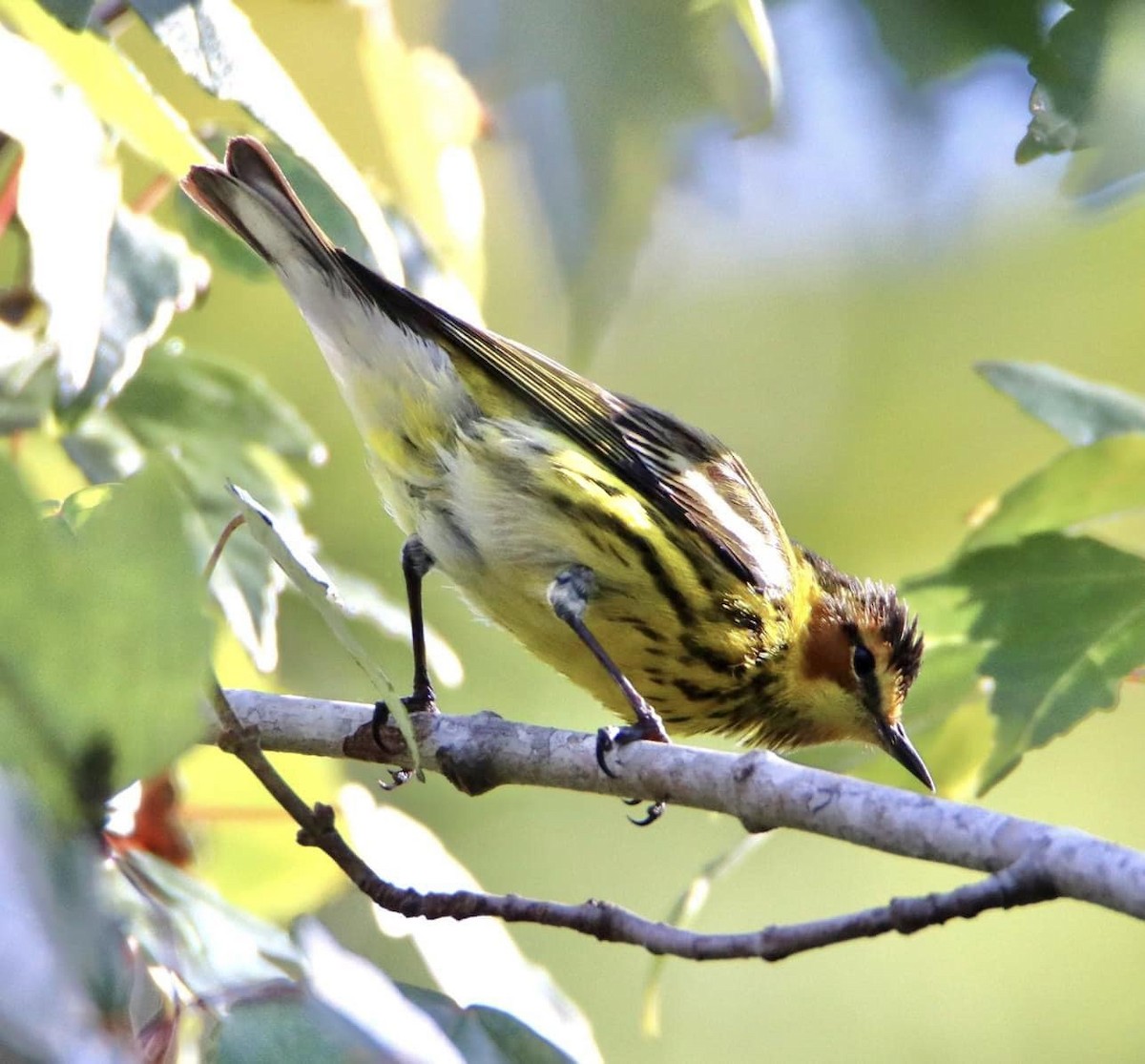 Cape May Warbler - ML617635624