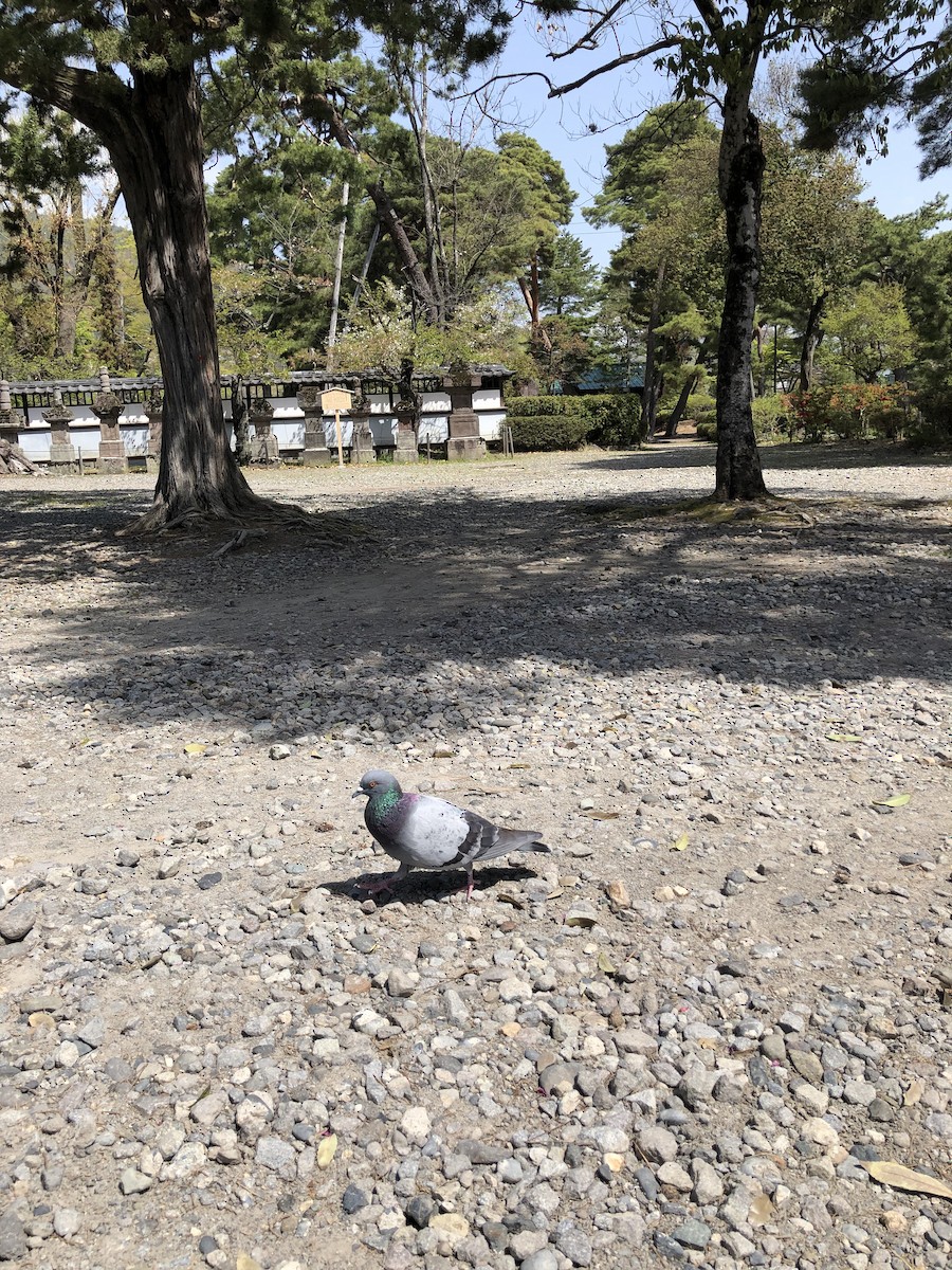 Rock Pigeon (Feral Pigeon) - ML617635658
