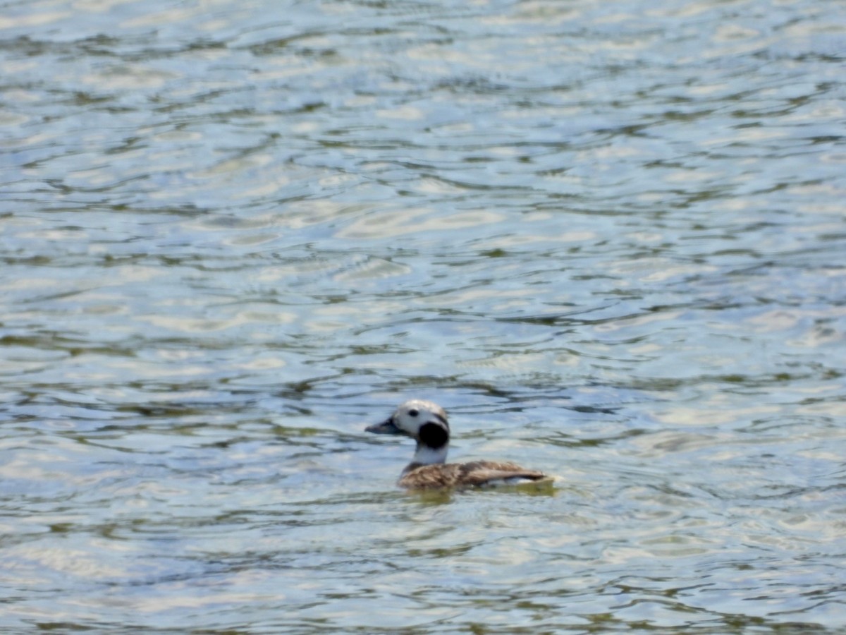 Long-tailed Duck - ML617635678