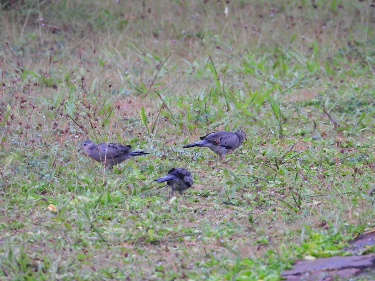 Ecuadorian Ground Dove - ML617635690