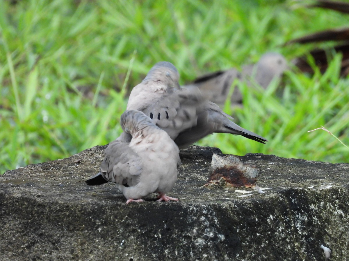 Ecuadorian Ground Dove - ML617635696