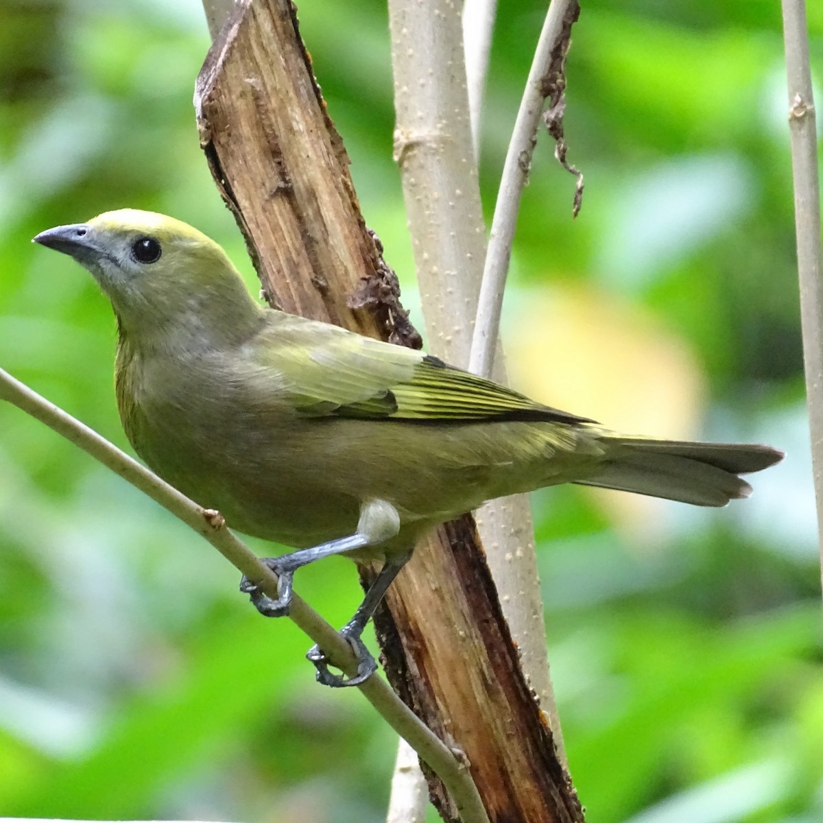 Palm Tanager - ML617635792