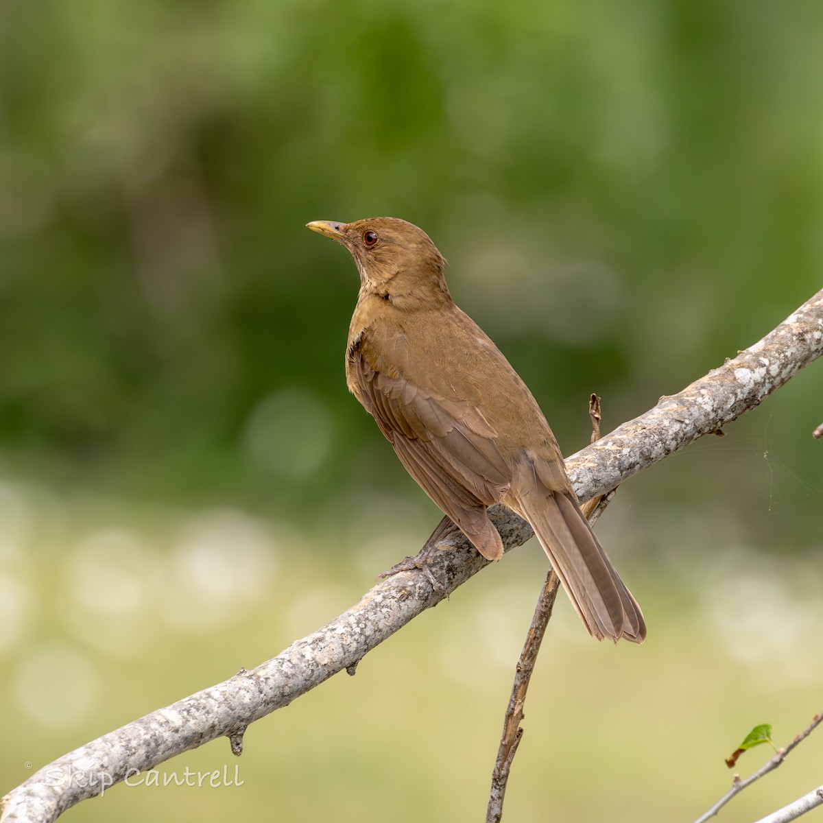 Clay-colored Thrush - Skip Cantrell