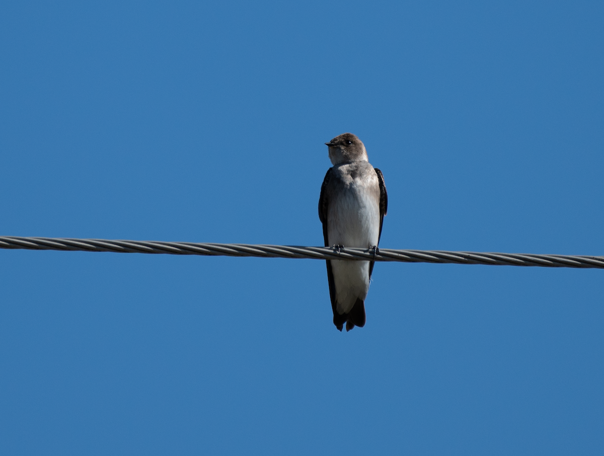 Northern Rough-winged Swallow - Jeff  Bahls