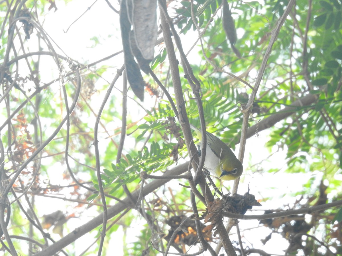 Luzonbrillenvogel - ML617635878