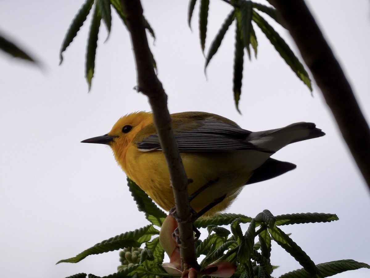 Prothonotary Warbler - Kathy Rickey
