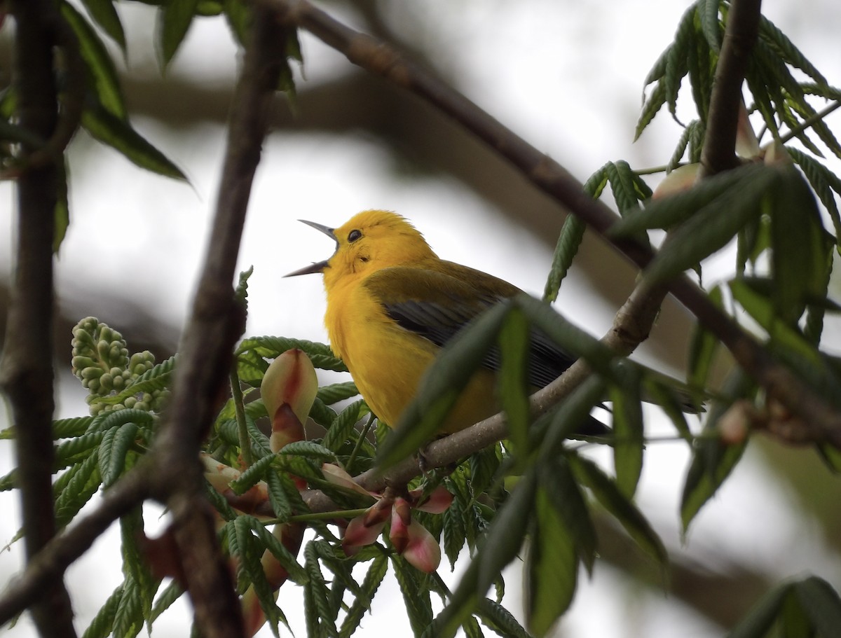 Prothonotary Warbler - Kathy Rickey