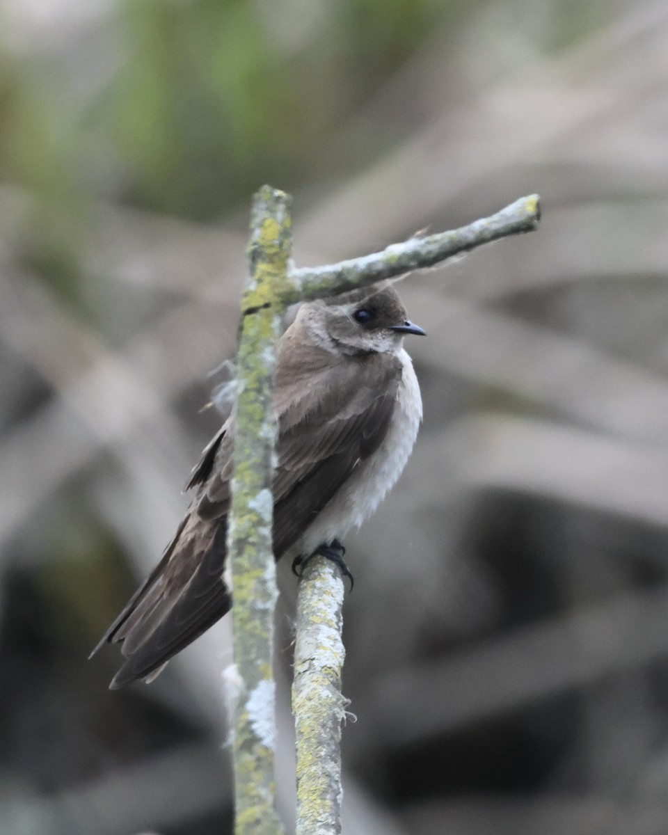 Northern Rough-winged Swallow - ML617635999