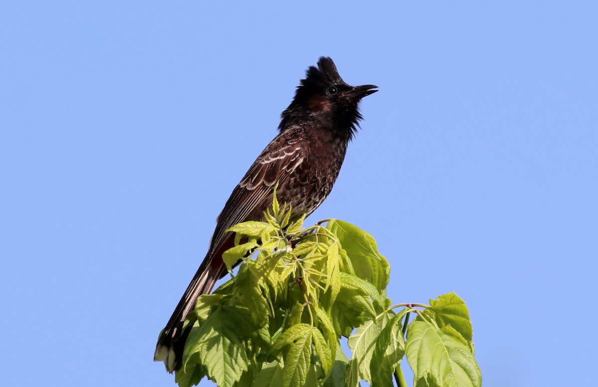 Red-vented Bulbul - ML617636046