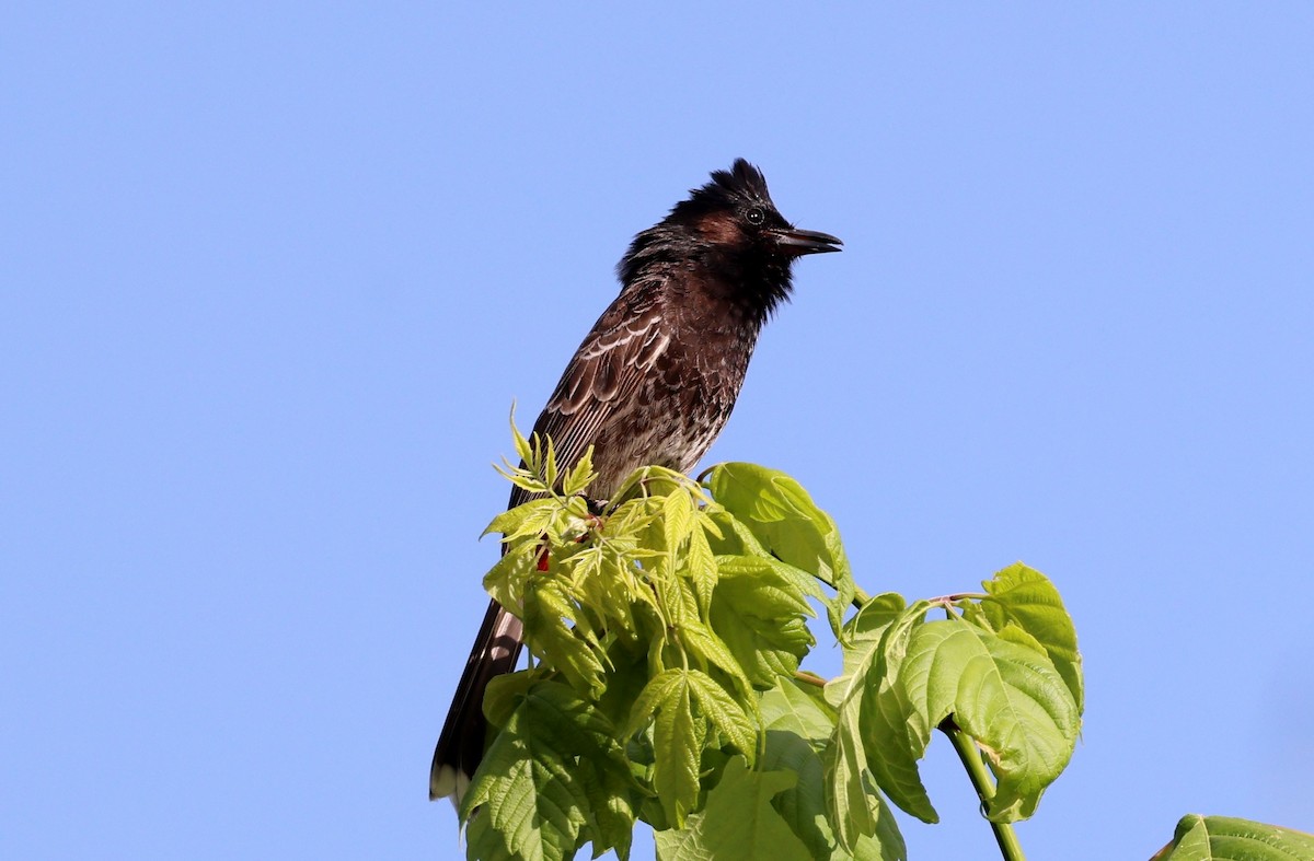 Red-vented Bulbul - Michael Willison