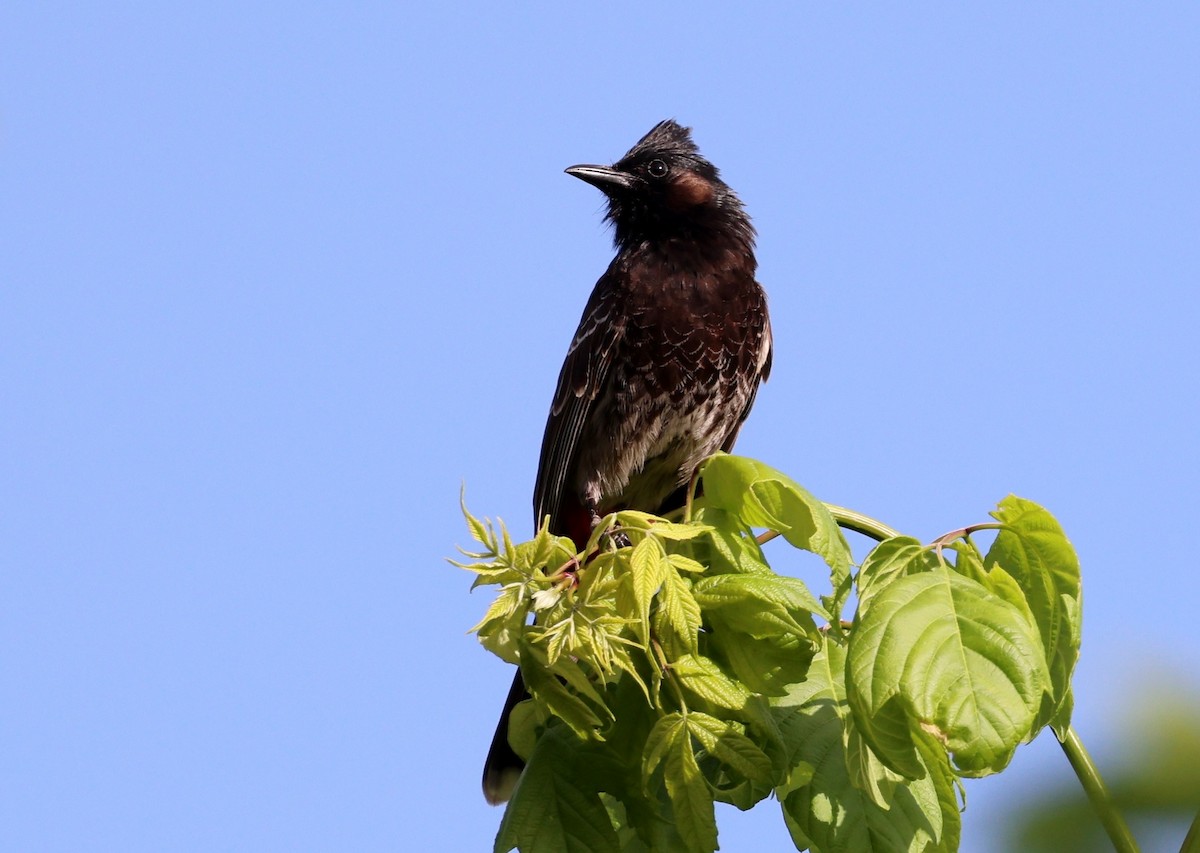 Red-vented Bulbul - ML617636048