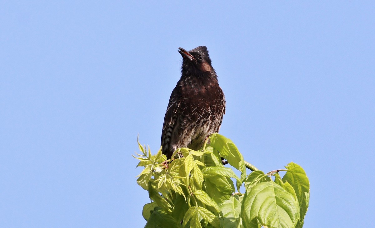 Red-vented Bulbul - ML617636054