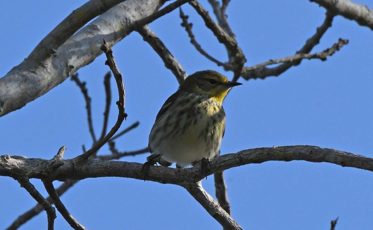 Cape May Warbler - ML617636076