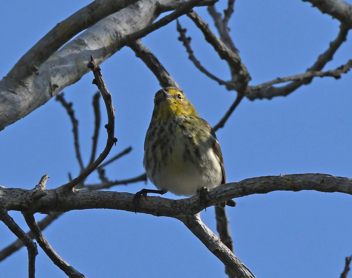 Cape May Warbler - ML617636080