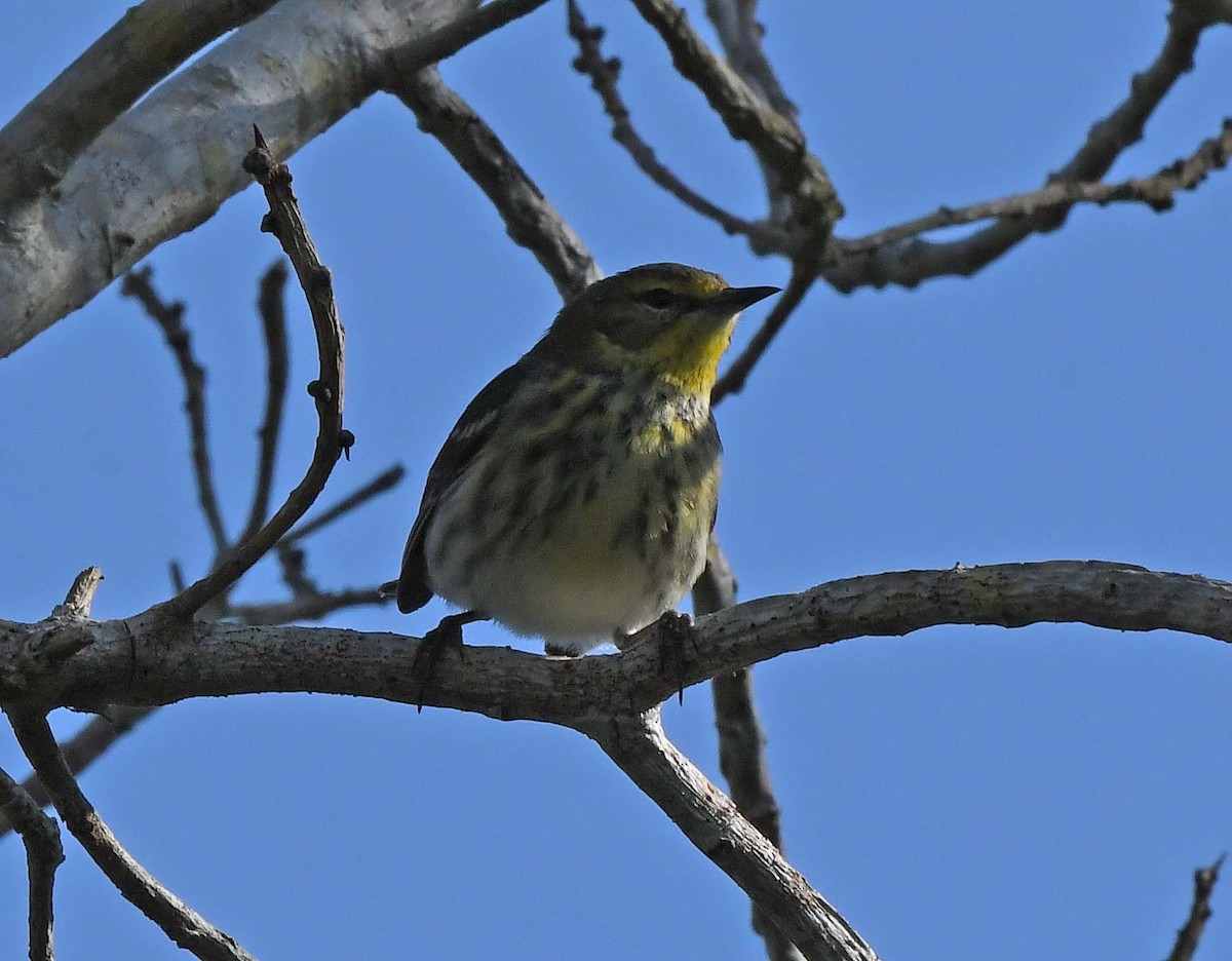 Cape May Warbler - ML617636081