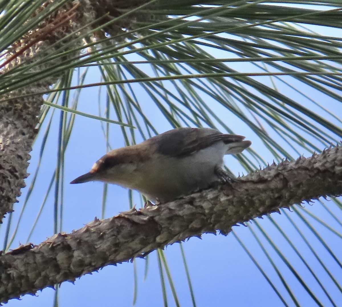Brown-headed Nuthatch - ML617636131