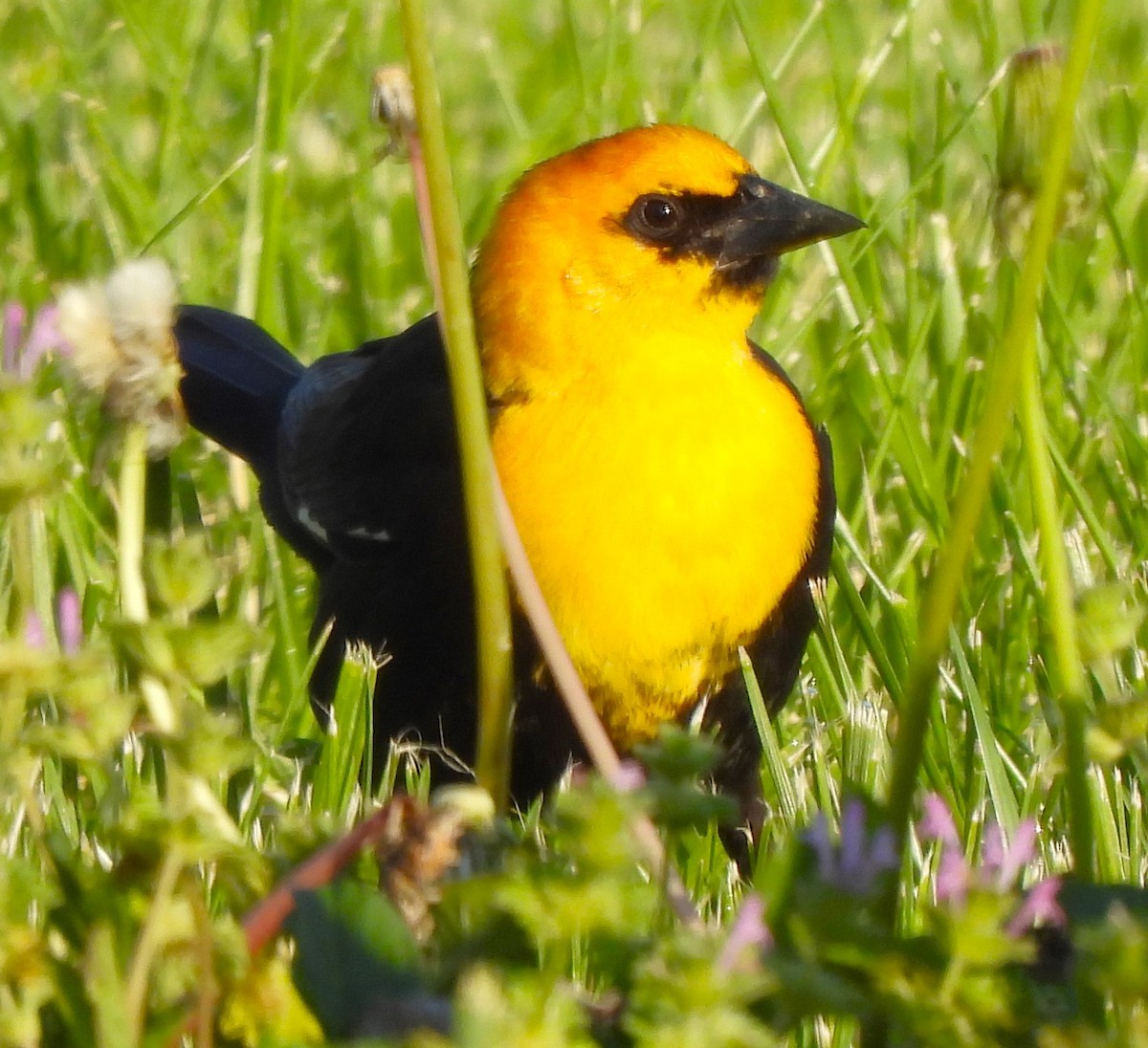 Yellow-headed Blackbird - ML617636306