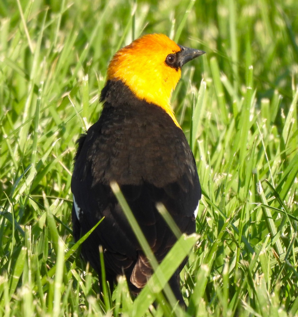 Yellow-headed Blackbird - ML617636308