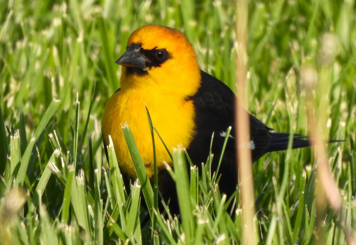 Yellow-headed Blackbird - ML617636309
