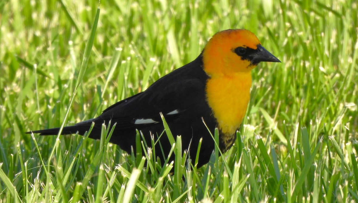 Yellow-headed Blackbird - ML617636314