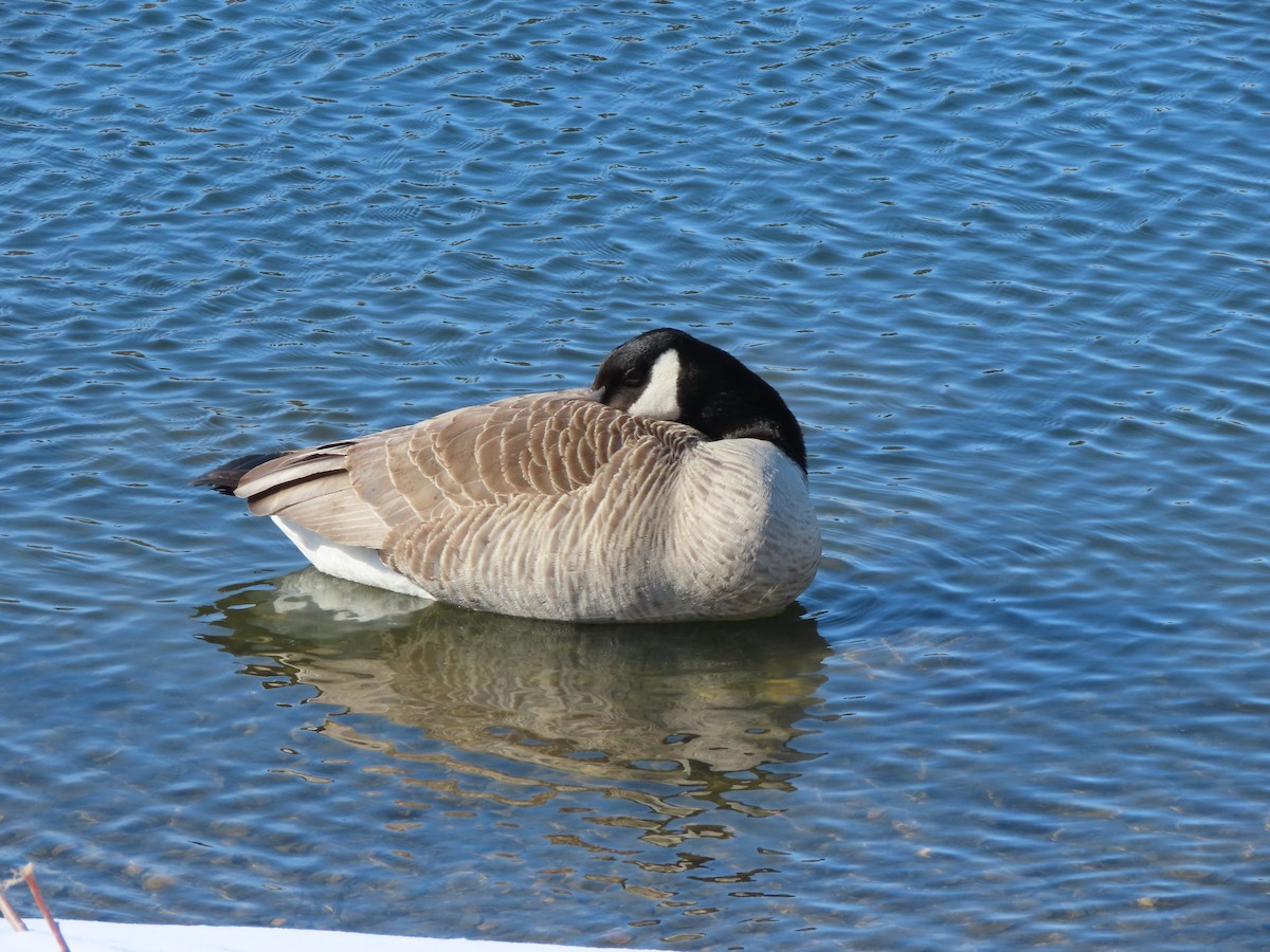 Canada Goose - Kerry Hjertaas
