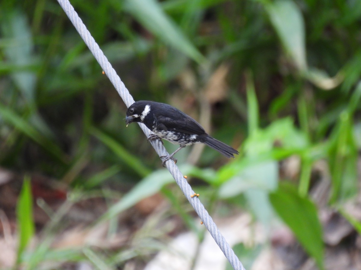 Variable Seedeater - ML617636441