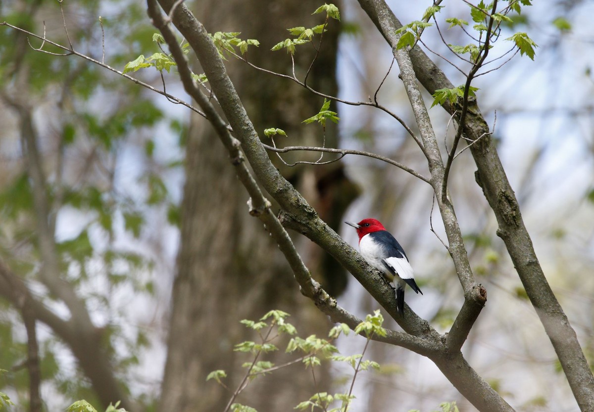 Red-headed Woodpecker - ML617636457