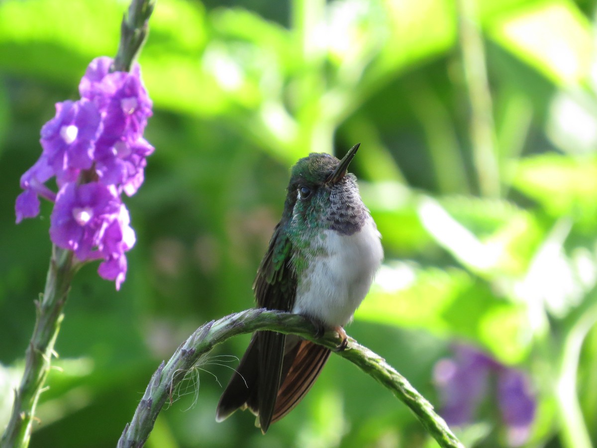 kolibřík vysočinný - ML617636463