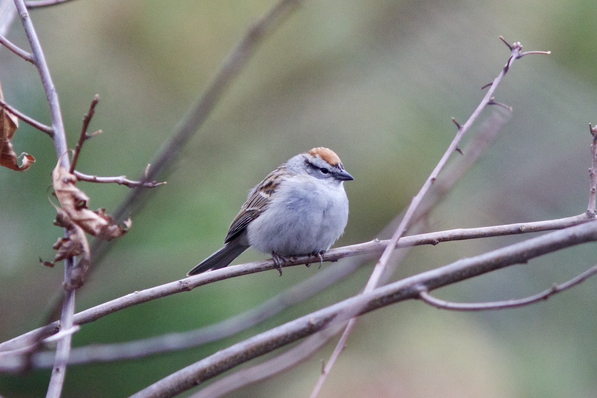 Chipping Sparrow - ML617636470