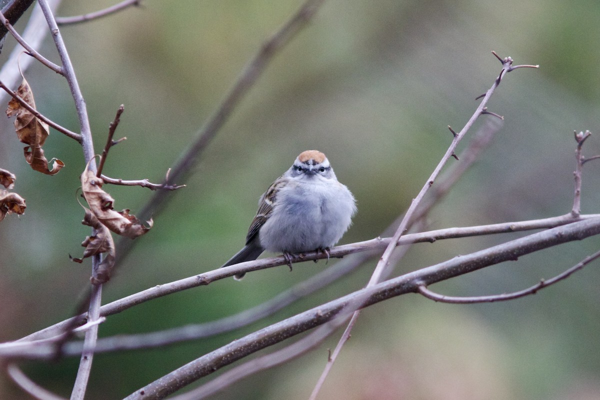 Chipping Sparrow - ML617636471